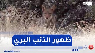 شاهد..كاميرا النهار ترصد ظهورالذئب البري بجبل سيدي أرغيس