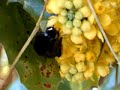 Humble bee in action