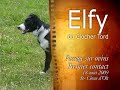 Elfy du Clocher Tord - Paul Hibert - Premiers contacts ovins