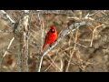 Male Cardinal