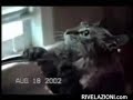 i gatti pazzi
