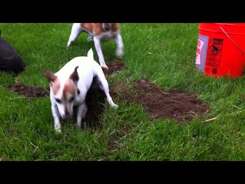 how to train jack russells to hunt