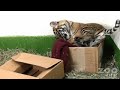 CUTEST baby tiger! CUTEST baby tiger!