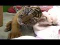 CUTEST baby tiger!