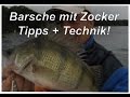 Angeln auf Barsch mit Zocker und Twister auf dem Schweriner See Team dieangler.de