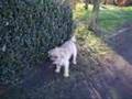 Border Terrier video