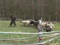 Jula - Herding Training / April 2008 in Podkost