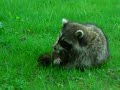 Poor Little Raccoon Poor Little Raccoon