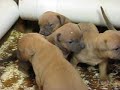 American Bully Puppies, Razors Edge/Greyline 3 weeks old
