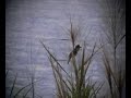 Great Reed Warbler