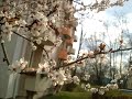 Pflaumenblüte & Lied: Ich kostete in den tiefen Brunnen