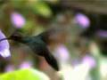 Dancing Kolibri