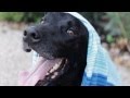 Familia retrata el último y feliz día de su perro Familia retrata el último y feliz día de su perro