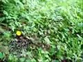 Chanterelle Mushroom Patch