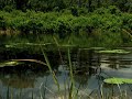 Tiger Woods 09 - Walk on Water
