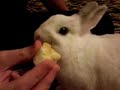 bunny devours banana