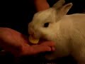 Bunny devours banana