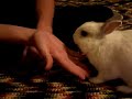 bunny devours banana