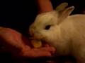 Bunny devours banana