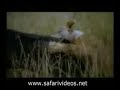 Lion Attack to Pig (Safari Videos)