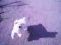 videos de animales locos, perros increibles, bloopers.3gp
