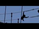 オランウータン・スカイウォーク(600FPS)