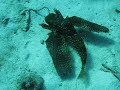 St Kitts and Nevis Video
