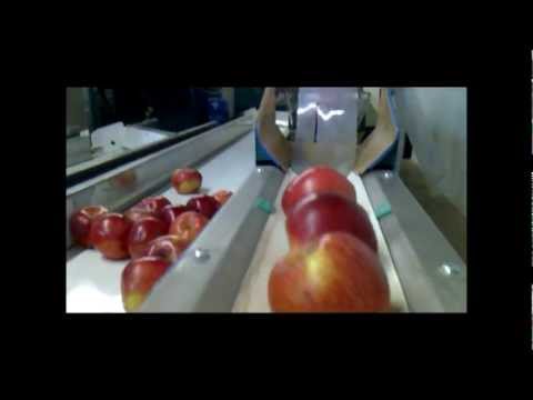 Calibrador circular electrónico, trabajando manzana con abrillantado de la fruta i vaciado en agua.