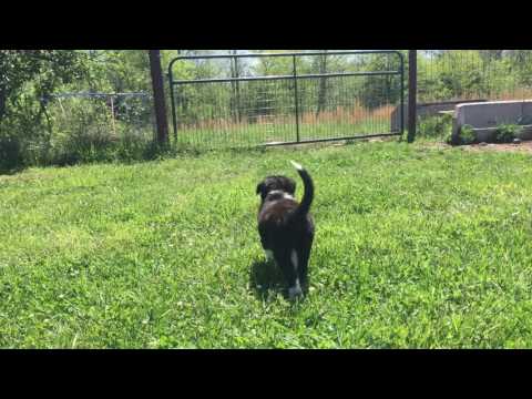 Border Collie Puppy - Scout