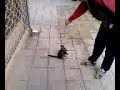 Pisi