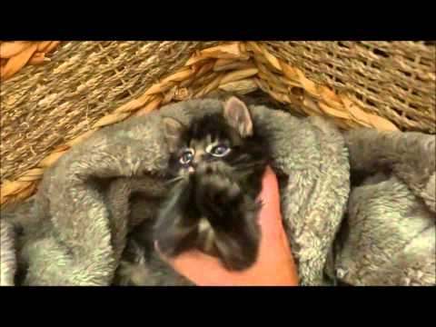 how to care for a 4 week old kitten