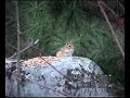 Squirrels and chipmunks Squirrels and chipmunks