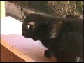Destro e Sinistro (aka Gatti) Destro e Sinistro (aka Gatti)