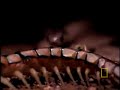 centipede-vs-snake.html