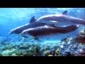 Melchizedek: Reise nach Atlantis, Teil 3, gechannelt von Gerlinde Fink Melchizedek: Reise nach Atlantis, Teil 3, gechannelt von Gerlinde Fink