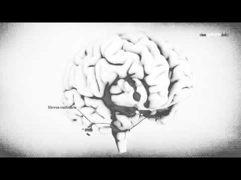 hören - Zum weiterlesen: http://dasgehirn.info/ Macht der fallende Baum ein Geräusch, wenn keiner zuhört? Diese philosophische Frage wird unser Video nicht beantwort...
