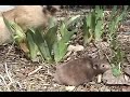 Funny cats (Home videos) Funny cats (Home videos)