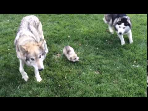 Mom...and...dad......playing...