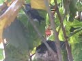 Baby Hummingbird Flapping Wings Baby Hummingbird Flapping Wings