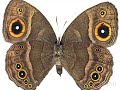 HHMI - Sean Carroll: On Becoming a Scientist