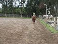 bria canters pippi bareback