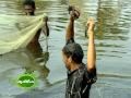 cultivation of pearl fish