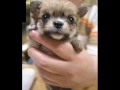 Japanese Chin/CHIHUAHUA PUPPIES(JAPAN)