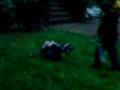 videos de merthyr knockout 2