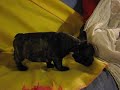 BB BOULEDOGUE