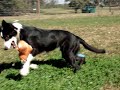 8 & 1/2 month old Lock-Eye Penny x Lock-Eye Fuse son playing