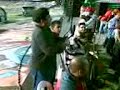 aguillon tocando gaita en el pachencho..