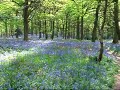 Randan Wood Bluebells 2006 Randan Wood Bluebells 2006