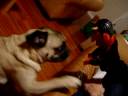 Pug vs. the Devil