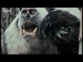 Bears - Spy in the Wood: Panda Life in Winter